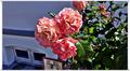 Binz_19_0321.jpg
