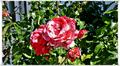 Binz_19_0326.jpg