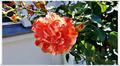Binz_19_0331.jpg