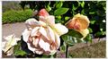 Binz_19_0361.jpg