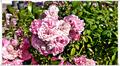 Binz_19_0366.jpg