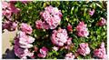 Binz_19_0371.jpg