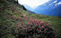EHuette_96_0103.jpg