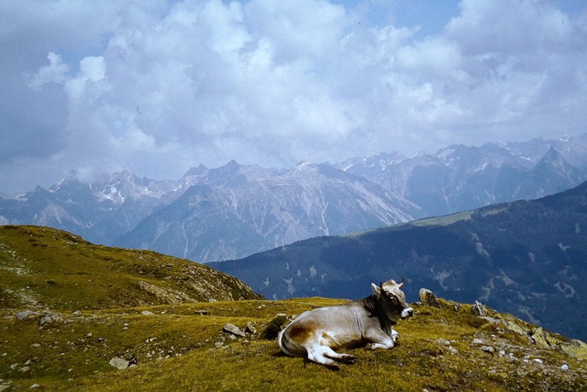 5-Hochzeiger_80_00003.JPG