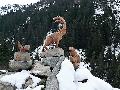 pitz_09_00246.jpg