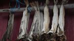 norw_2011_079.jpg